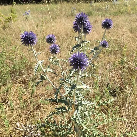 Séjour à la campagne La Galisesagnoise Briançonnet